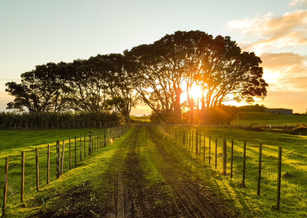 A photograph of a sunset, looking down the road of a rural driveway, with golden hour lighting pouring through the trees, and green grass and farm land wire fencing on either side, in New Zealand's countryside.